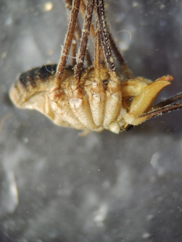 European Harvestman