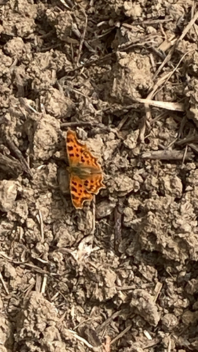 European Comma