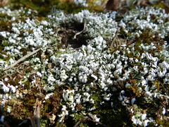 Cladonia apodocarpa