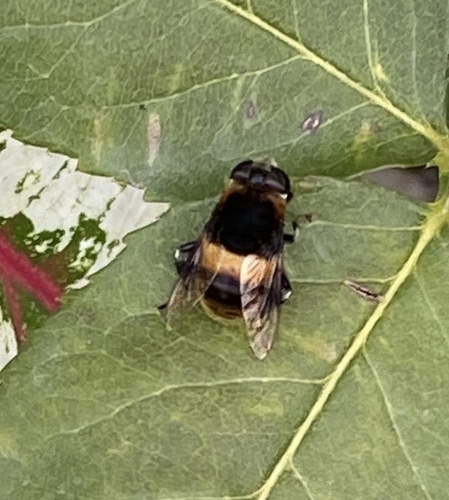 Phytomia zonata