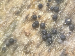Lophiostomataceae