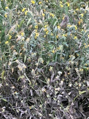 Amsinckia spectabilis