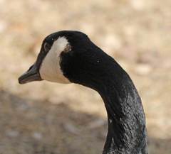 Branta canadensis