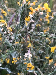 Amsinckia spectabilis