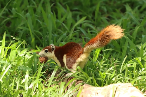 Finlayson's Squirrel (Callosciurus finlaysonii)