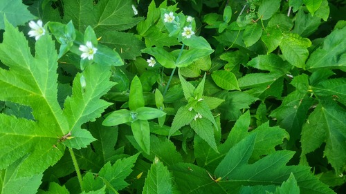 Cerastium davuricum, photograph 4