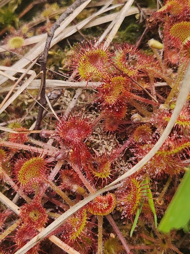 round-leaved sundew