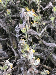 Amsinckia spectabilis