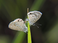 Leptotes cassius cassidula