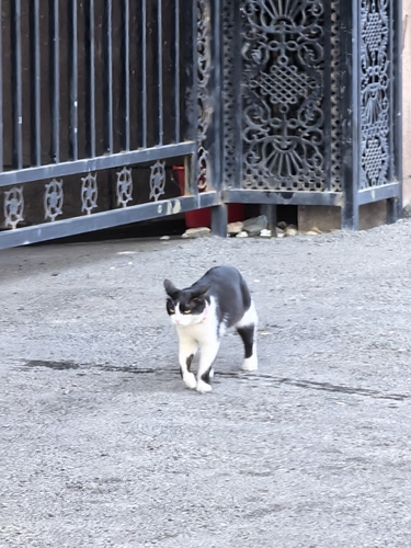 Domestic Cat