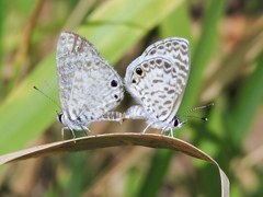 Leptotes cassius cassidula