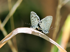 Leptotes cassius cassidula