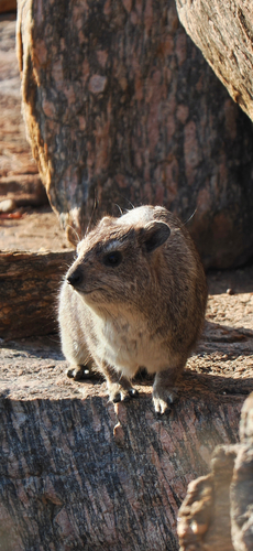 Bush Hyrax