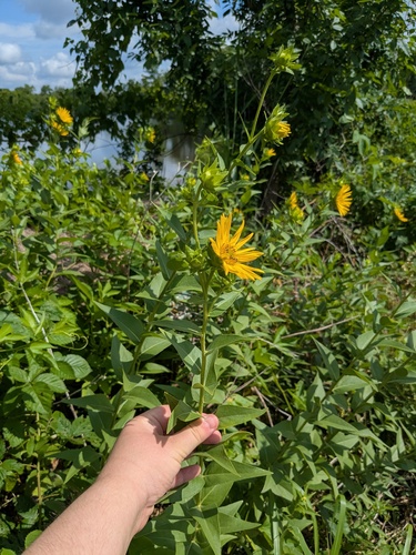 Silphium radula, photograph 3