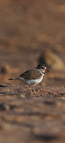 African Three-banded Plover