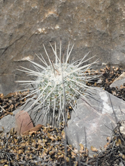 Mammillaria parkinsonii