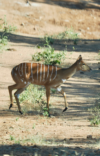 Nyala