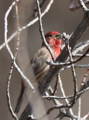 Haemorhous mexicanus