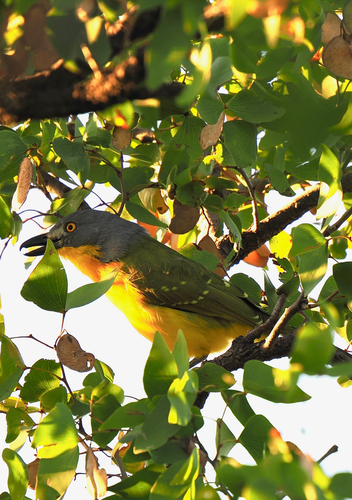 Grey-headed Bushshrike