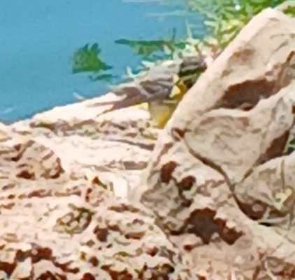 Grey Wagtail