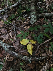 Trillium foetidissimum, photograph (c) Daniel McClosky, some rights reserved (CC BY)