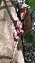 Imantodes gemmistratus