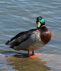 Anas platyrhynchos