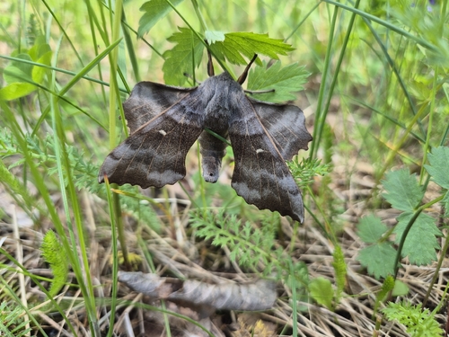 Poplar Hawkmoth