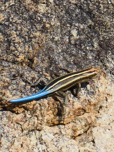 Rainbow Skink