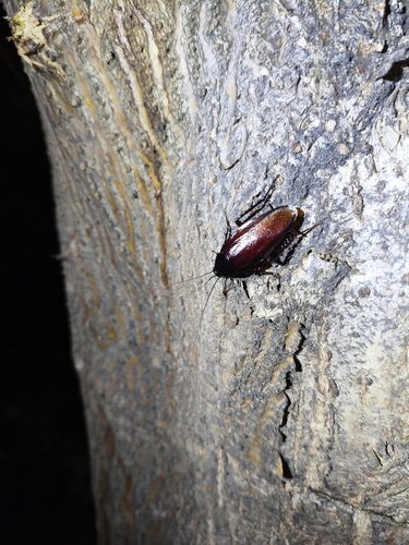 Smokybrown Cockroach
