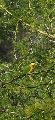 Little Bee-eater