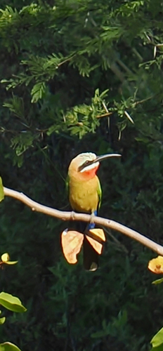 White-fronted Bee-eater