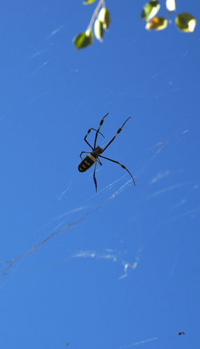 banded-legged golden orb-web spider