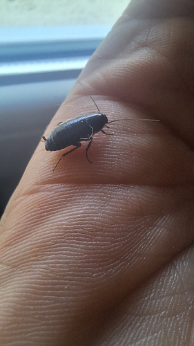 Loboptera canariensis