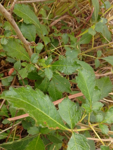 Hairy Corkwood