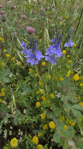 Broadleaf Speedwell
