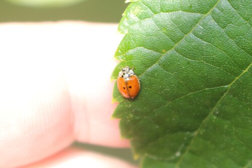 10-spot Ladybird