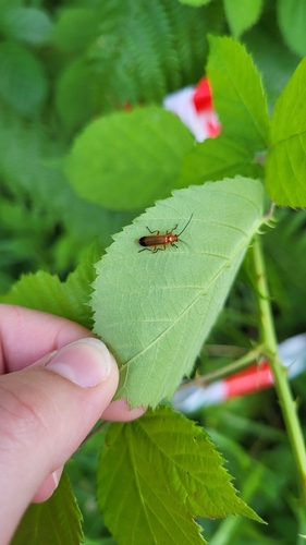 Common Red Soldier Beetle
