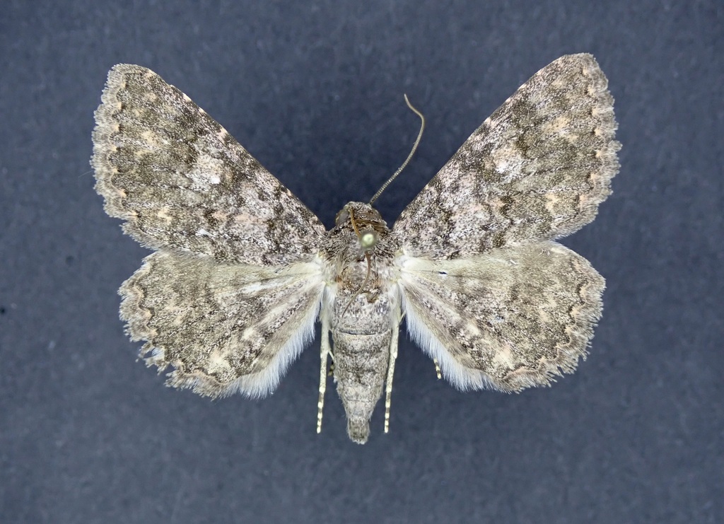 Matigramma repentina