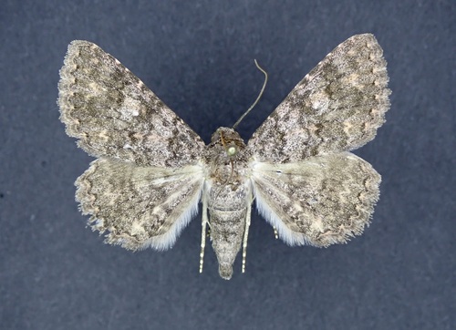 Matigramma repentina