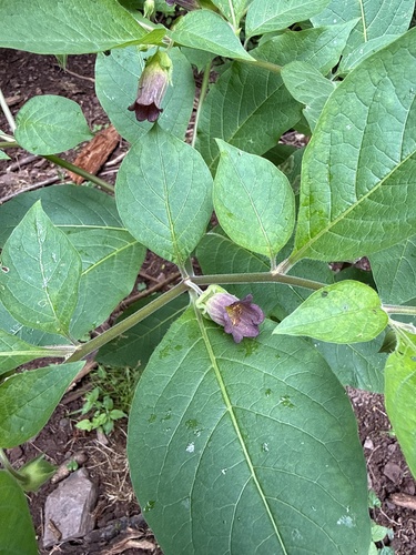 Deadly Nightshade