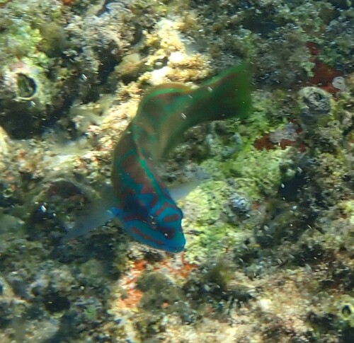 Thalassoma loxum observed 2025-03-03