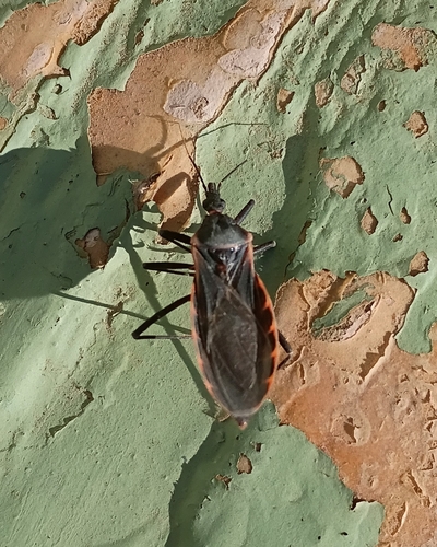 Triatoma rubida