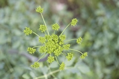 Tauschia kelloggii