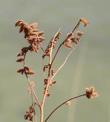 Glycyrrhiza lepidota