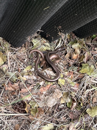 Common Slowworm