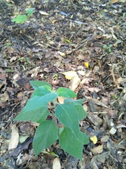 Solanum chenopodioides
