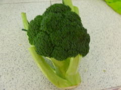 Brassica oleracea italica