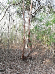 Calycophyllum candidissimum