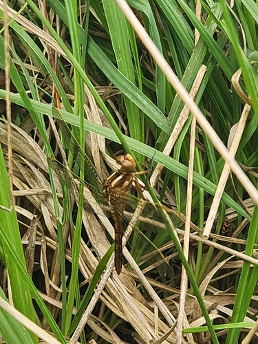 Keeled Skimmer